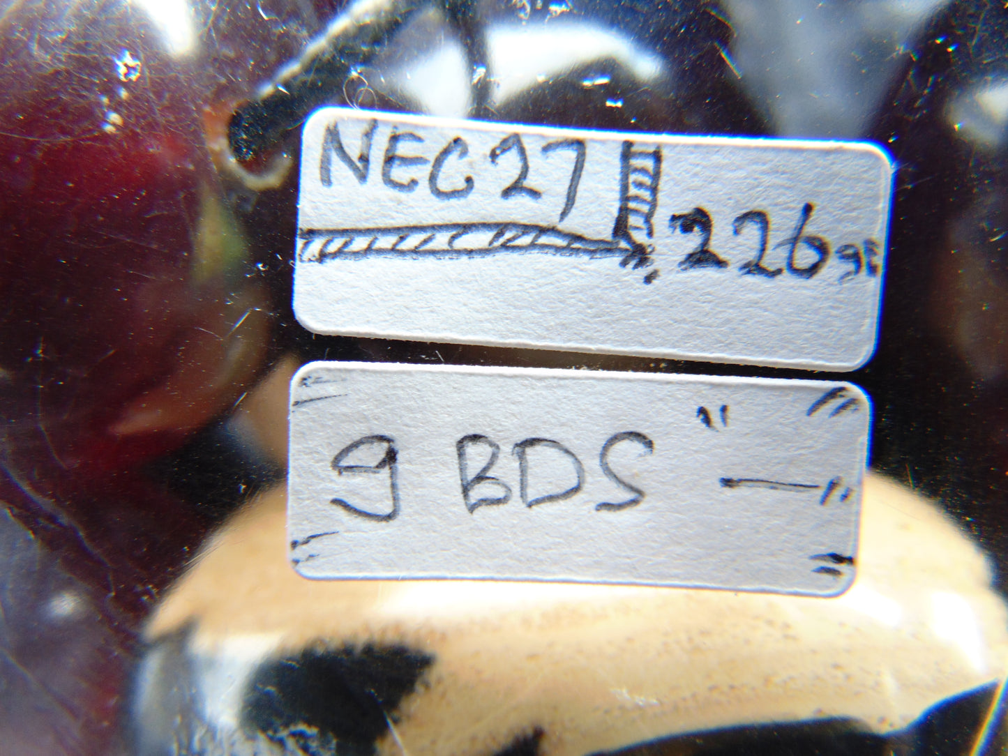 226 gr Big Necklace Indonesian Dark Blue Amber for Healing NEC27
