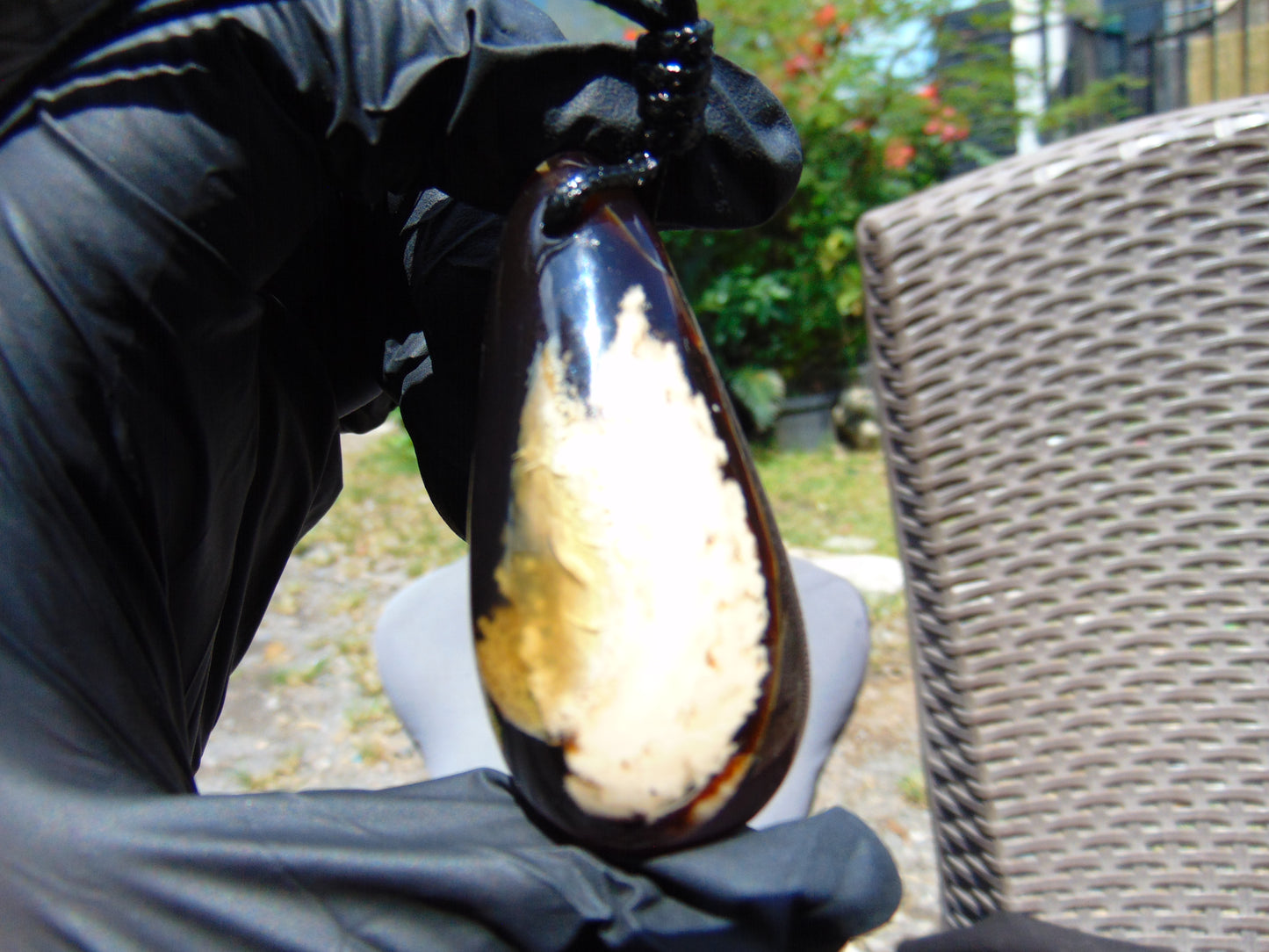 21 gr Teardrop Pendant Indonesian white Amber for Healing 25N78