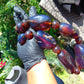 310 gr Big Necklace Indonesian Amber for Healing FR142