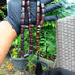 74 gr Komboloi Tasbih Rosary 33+2 Beads 12x17 mm Indonesian Dark Red Amber for Healing TT24