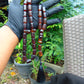 74 gr Komboloi Tasbih Rosary 33+2 Beads 12x17 mm Indonesian Dark Red Amber for Healing TT24