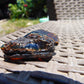 14 gram Rough Raw Indonesian Blue Amber for Healing RBM27