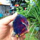 64 gr Rough Raw Indonesian Sumatra AAA Blue Amber for Healing RB338