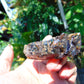 23 gram Rough Raw Indonesian Orange Blue Amber for Healing AGRB99