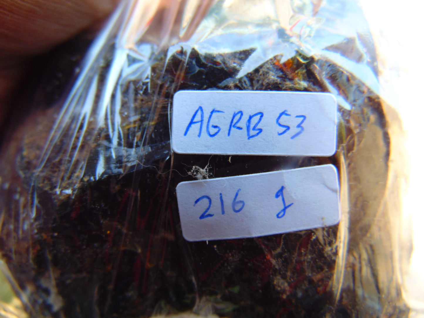 216 gram Rough Raw Indonesian Blue Amber for Healing AGRB53