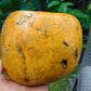 1146 gram Polished 140x135x75mm Indonesia Yellow Fragrance Amber for Healing 25K6