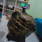 40 KG Big Indonesia Blue Amber for Collection Home Decoration