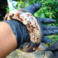 160 gr Big Bangle in hole 75 mm 23x21 mm Indonesian Sumatran White Amber for Healing EU21