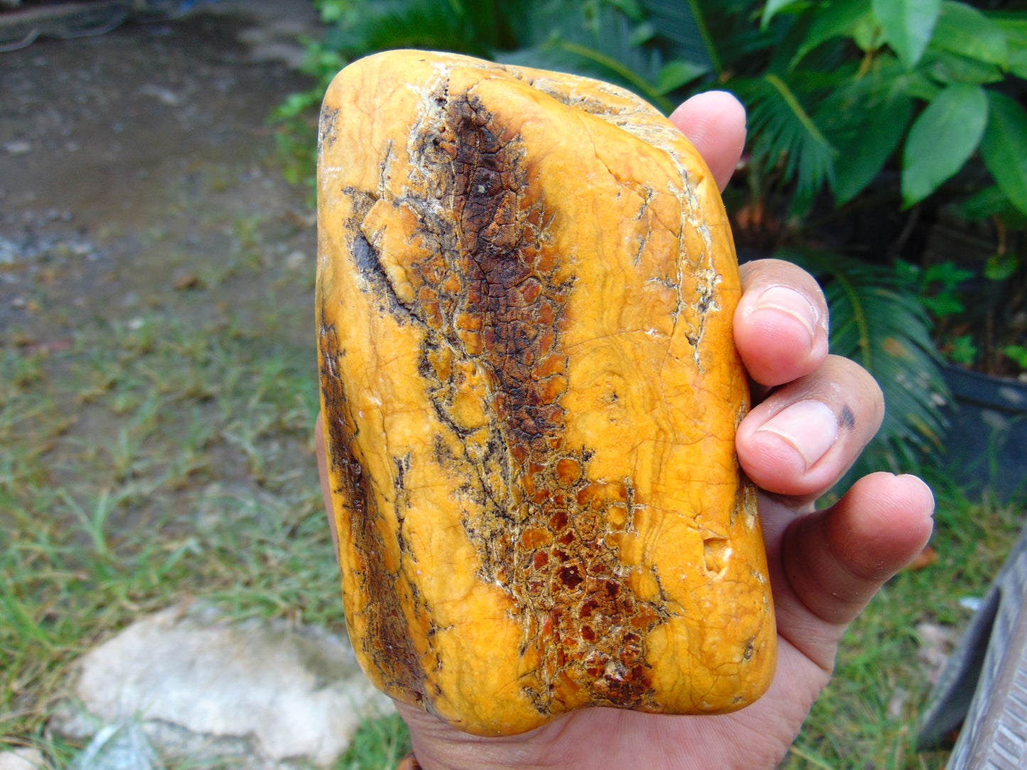 217 gram Polished 105x70x45mm Indonesia Yellow Fragrance Amber for Healing 25K32