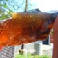 56 gram Rough Raw Indonesian Blue Amber for Healing AGRB12