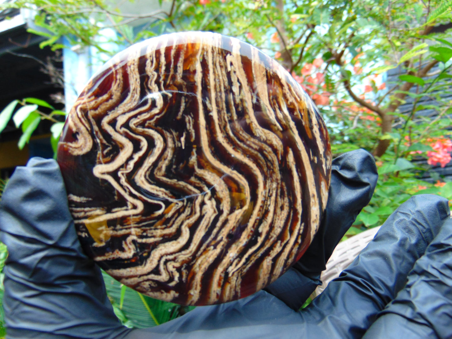 71 gram Round Flat 81x14mm Indonesia Amber for Healing 25Y254