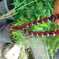 51 gr Hand Tasbih 17 Beads 18 mm Indonesian Red Amber for Healing TR7