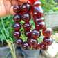 51 gr Hand Tasbih 17 Beads 18 mm Indonesian Red Amber for Healing TR7