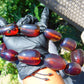 145 gr 13 beads Big Necklace Indonesian blue Amber for Healing FRN13