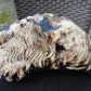 8300 gram Big Full Polished Indonesia Zebra White Amber for Healing ML38