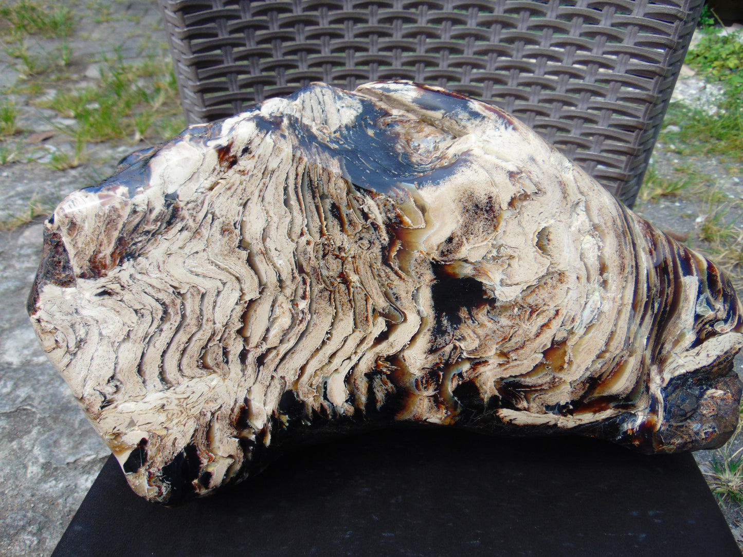 8300 gram Big Full Polished Indonesia Zebra White Amber for Healing ML38