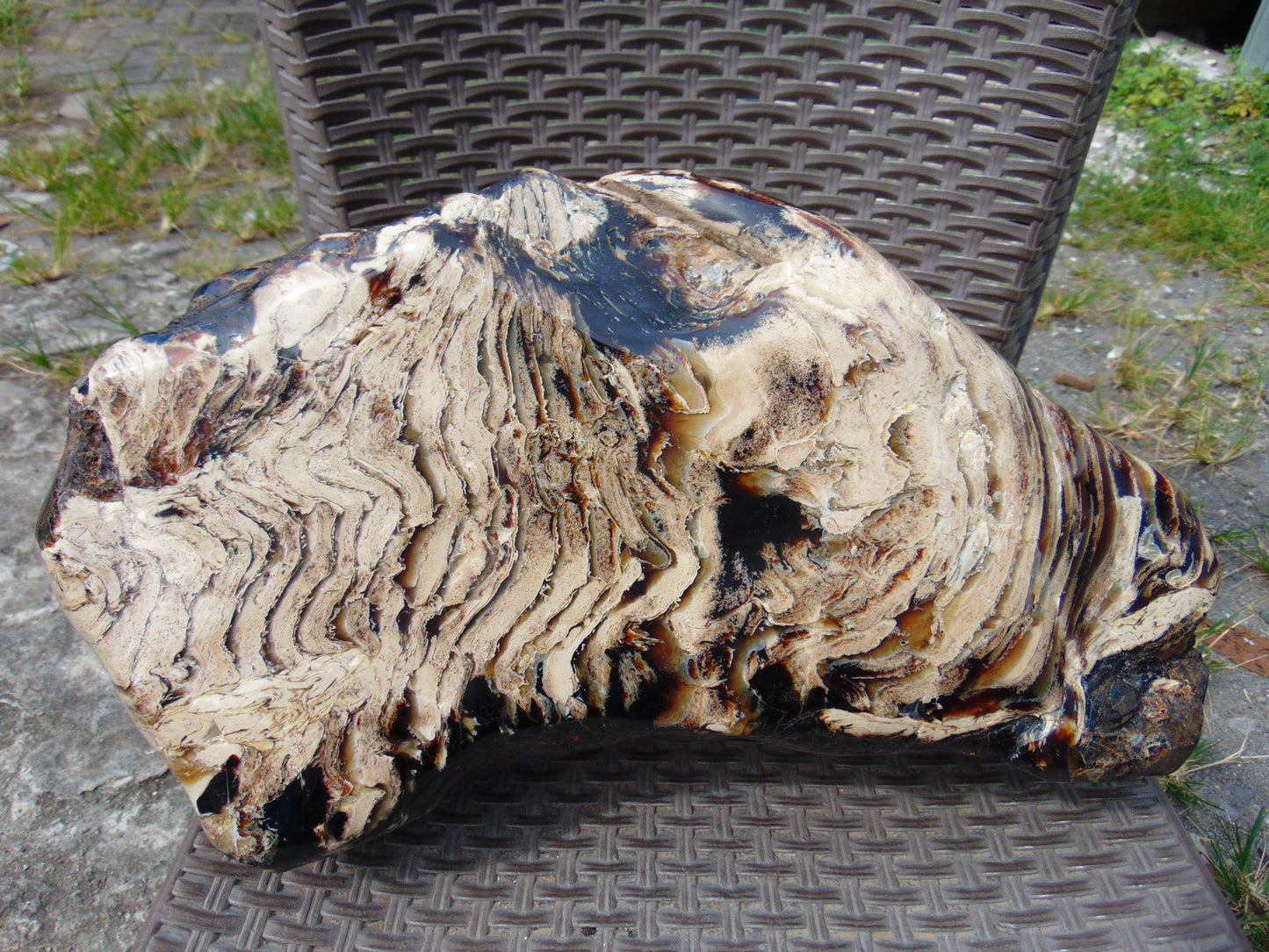 8300 gram Big Full Polished Indonesia Zebra White Amber for Healing ML38