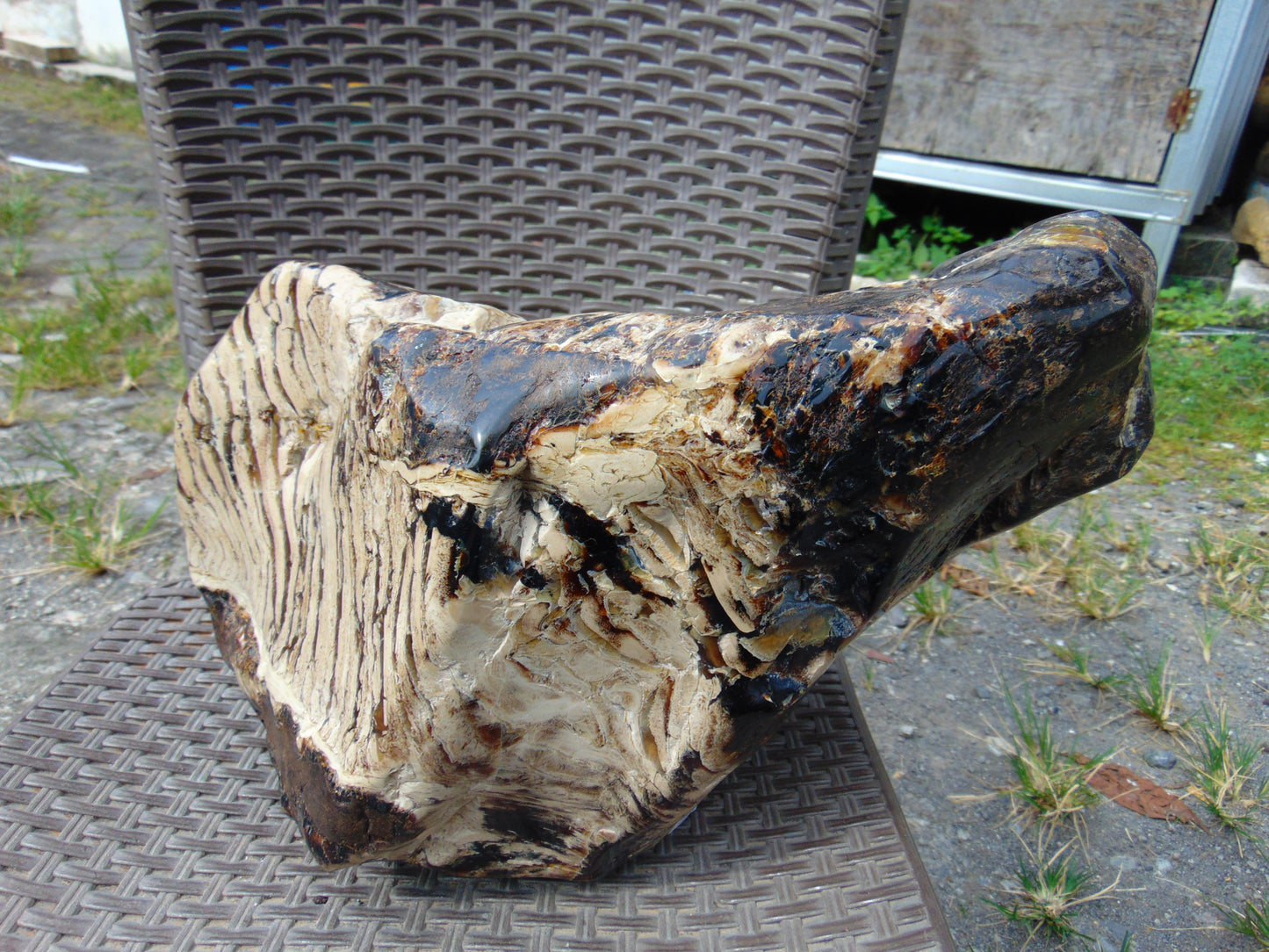 8300 gram Big Full Polished Indonesia Zebra White Amber for Healing ML38