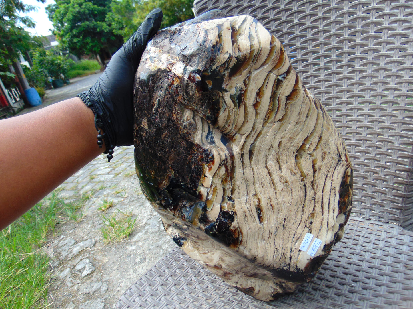 8300 gram Big Full Polished Indonesia Zebra White Amber for Healing ML38