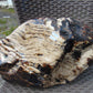 8300 gram Big Full Polished Indonesia Zebra White Amber for Healing ML38