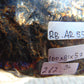 262 gram Rough Raw Indonesian Blue Amber for Healing RBAR55