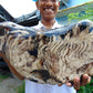 8300 gram Big Full Polished Indonesia Zebra White Amber for Healing ML38