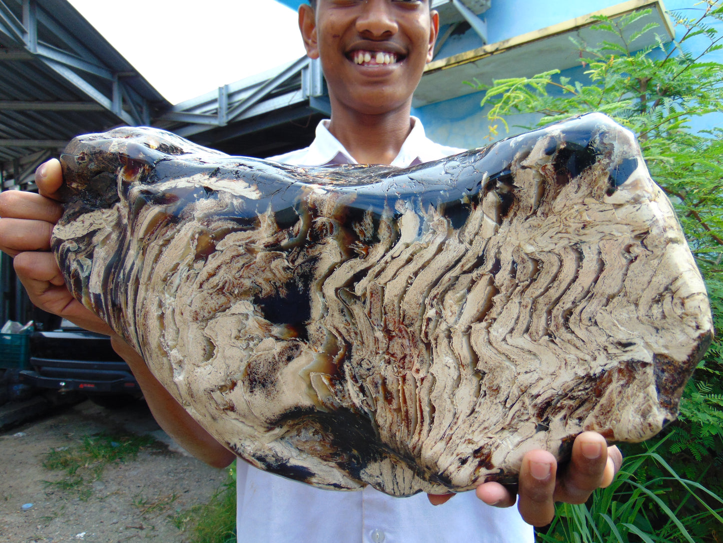 8300 gram Big Full Polished Indonesia Zebra White Amber for Healing ML38