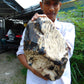 8300 gram Big Full Polished Indonesia Zebra White Amber for Healing ML38