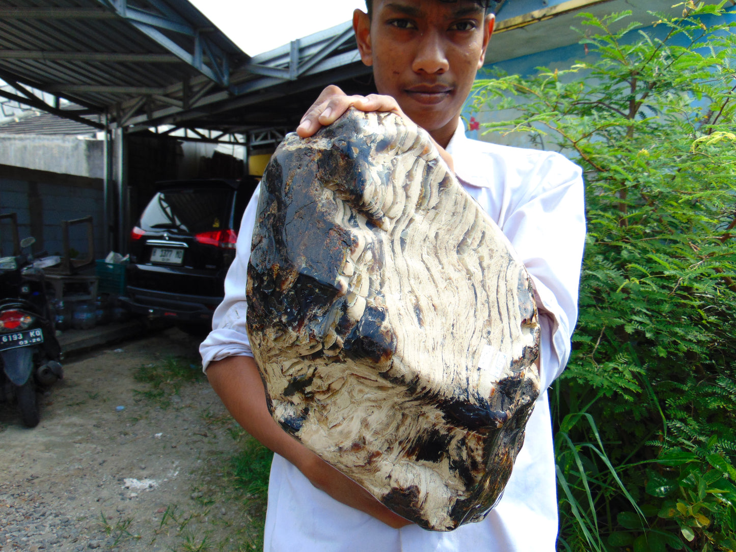 8300 gram Big Full Polished Indonesia Zebra White Amber for Healing ML38