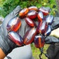 137 gr 13 beads Big Necklace Indonesian blue Amber for Healing FRN30