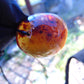 10 gram Pendant Indonesian Blue Amber for Healing 25A559