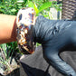 206 gr Big Bangle in hole 70 mm Indonesian Sumatra White Blue Amber for Healing EU35