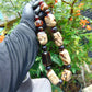 221 gr 19 beads Big Necklace Indonesian white Amber for Healing AWKK9