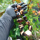 230 gr 23 beads Big Necklace Indonesian red white Amber for Healing AWKK1