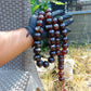 379 gr Big Tasbih Mesbah Rosary 33+3 Beads 25 mm Indonesian Cherry Red Amber for Healing Collection FR40