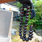 381 gr Big Tasbih Mesbah Rosary 33+3 Beads 25 mm Indonesian Cherry Red Amber for Healing Collection FR41