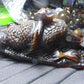 357 gram Dragon carving 7x3.5x3.1"  Indonesian Dark Green Amber