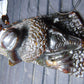 357 gram Dragon carving 7x3.5x3.1"  Indonesian Dark Green Amber