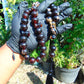 108 gr BIG Tasbih 33+3 Beads Mesbah Rosary Indonesian Dark WHite Amber for Healing TB17i16