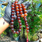 147 gr BIG Tasbih 33+3 Beads Mesbah Rosary Indonesian Yellow Red Amber for Healing FR28
