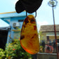 9 gr Pendant Indonesian orange Blue Amber for Healing A87