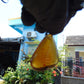 6.29 gr Pendant Indonesian orange Blue Amber for Healing N30