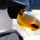 6.8 gr Pendant Indonesian Blue Amber for Healing No.89