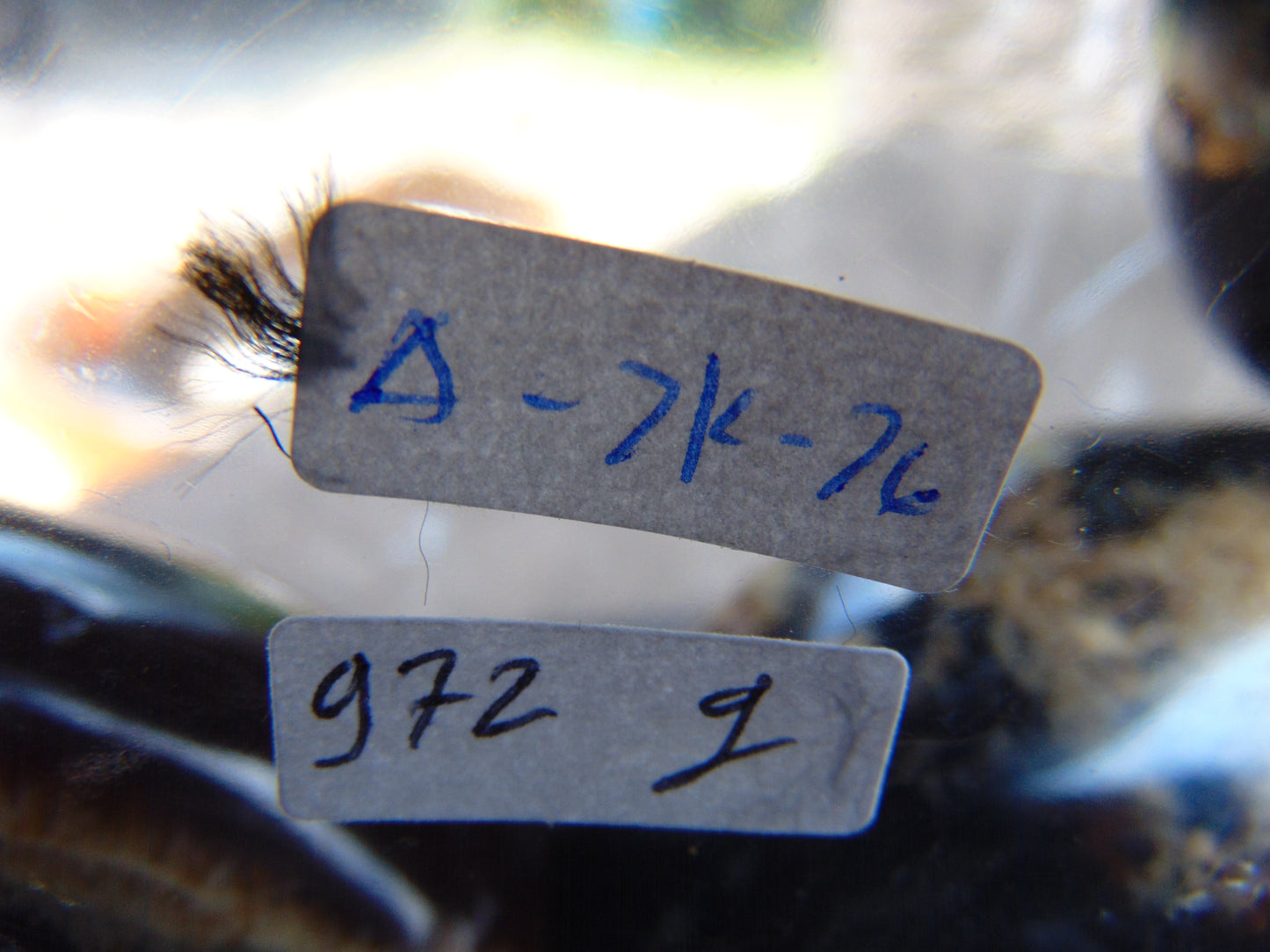 972 gr Big Necklace Indonesian Amber for Healing A7K76