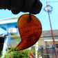 24 gr Comma Pendant Indonesian Blue Amber for Healing 25Y8