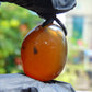 8 gram Pendant Indonesian Red Amber for Healing pb15