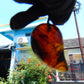 12 gr Comma Pendant Indonesian Blue Amber for Healing 25Y34