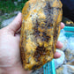 329 gram Polished Indonesia Yellow Aromatic Amber for Healing 26AYE25