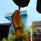 7 gr Pendant Indonesian Blue Amber for Healing PB213