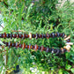 162 gram Combination Beads Necklace Amber for Healing string 60 cm NK6